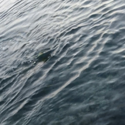 ２日で７本！！青物爆釣ｗロケットスタートｗ